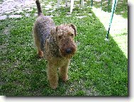 Airedale terier