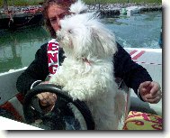 Maltese