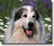 Chien de Montagne des Pyrnes