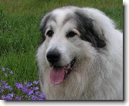 Chien de Montagne des Pyrnes