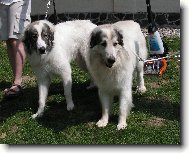 Chien de Montagne des Pyrnes