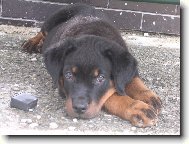Rottweiler