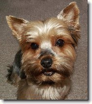 Jorkšírský terier, Yorkshire Terrier,