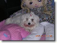 Maltese