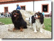 Cavalier King Charles Spaniel