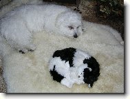 Maltese