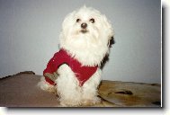 Maltese