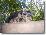 Jorkšírský terier, Yorkshire Terrier,