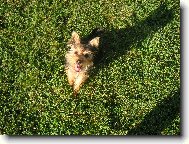 Jorkšírský terier, Yorkshire Terrier,