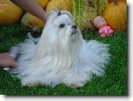 Maltese