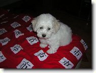 Bichon á poil frisé, Bichon Frise