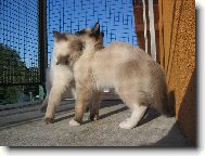Ragdoll