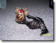 Jork��rsk� terier, Yorkshire Terrier,