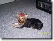 Jork��rsk� terier, Yorkshire Terrier,