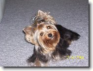 Jork��rsk� terier, Yorkshire Terrier,