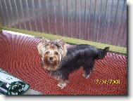 Jork��rsk� terier, Yorkshire Terrier,