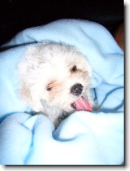 Maltese