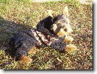 Jork��rsk� terier, Yorkshire Terrier,