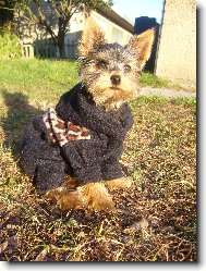 Jork��rsk� terier, Yorkshire Terrier,