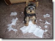 Jork��rsk� terier, Yorkshire Terrier,