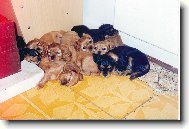 Cavalier King Charles Spaniel