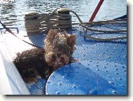 Jork��rsk� terier, Yorkshire Terrier,