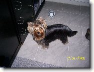 Jorkšírský terier, Yorkshire Terrier,
