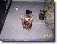 Jorkšírský terier, Yorkshire Terrier,
