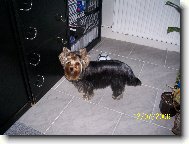 Jorkšírský terier, Yorkshire Terrier,