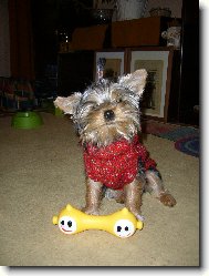 Jorkšírský terier, Yorkshire Terrier,