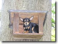 PRAGUE RATTER