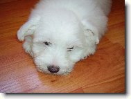 Maltese