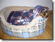 Jorkšírský terier, Yorkshire Terrier,