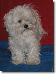 Maltese