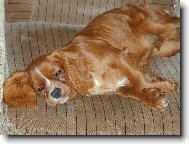 Cavalier King Charles Spaniel