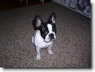 Bouledogue francais, French Bulldog