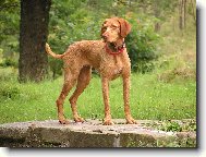 Drotzr Magyar Vizsla