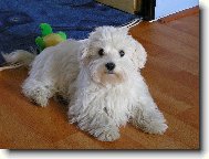 Maltese