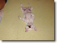 Bouledogue francais, French Bulldog