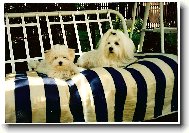 Maltese