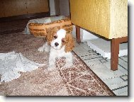 Cavalier King Charles Spaniel
