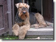 Airedale terier