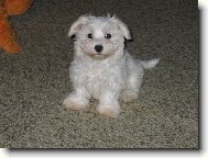Maltese