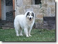 Chien de Montagne des Pyrnes