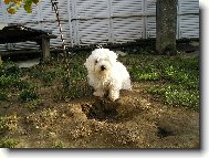 Maltese