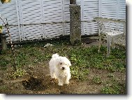 Maltese
