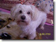 Maltese