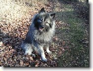 Deutscher spitz Wolfspitz, Keeshound