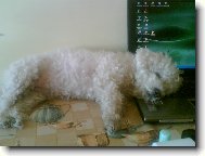 Bichon á poil frisé, Bichon Frise