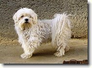 Maltese